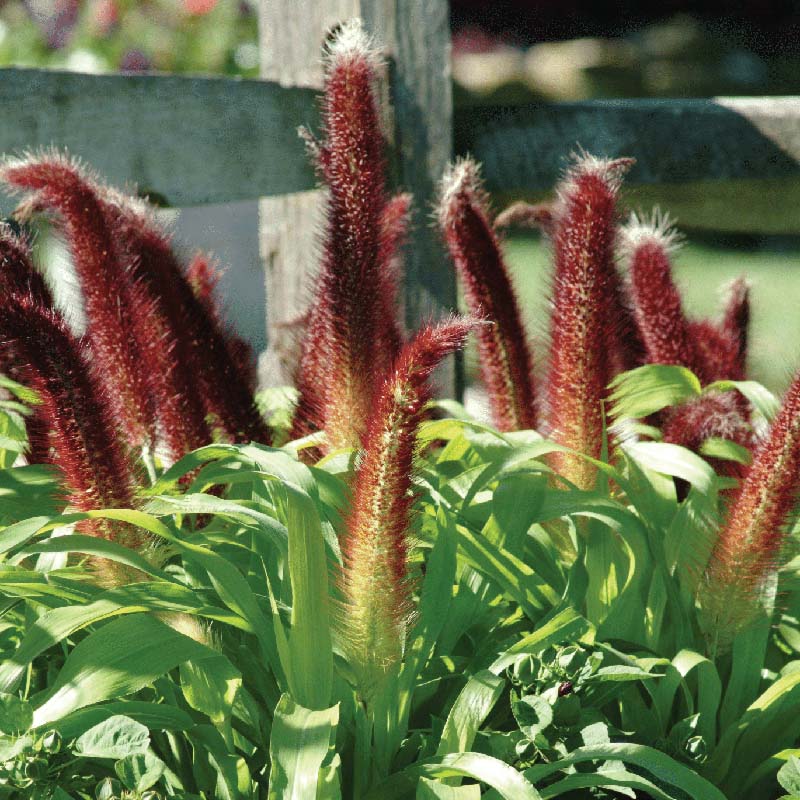 where to buy millet seed for planting Harris Seeds - Ornamental Millet Jade Princess F1 Seeds