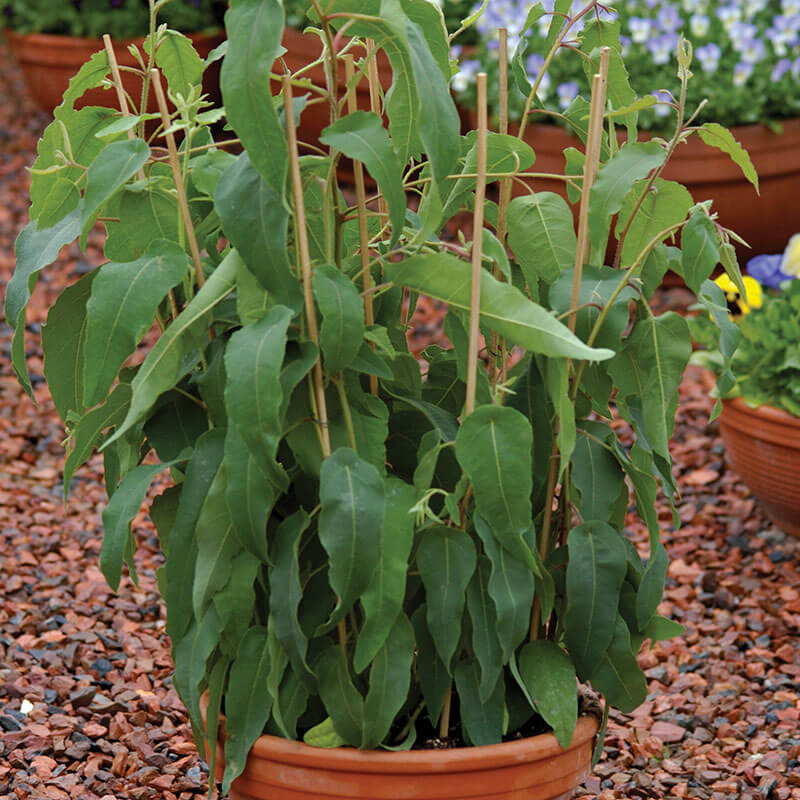 eucalyptus indoor plant for sale Eucalyptus Lemon Bush