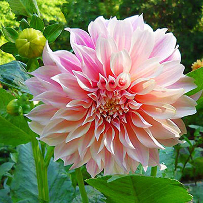 cafe au lait dahlia plant Dahlia Cafe Au Lait Tubers