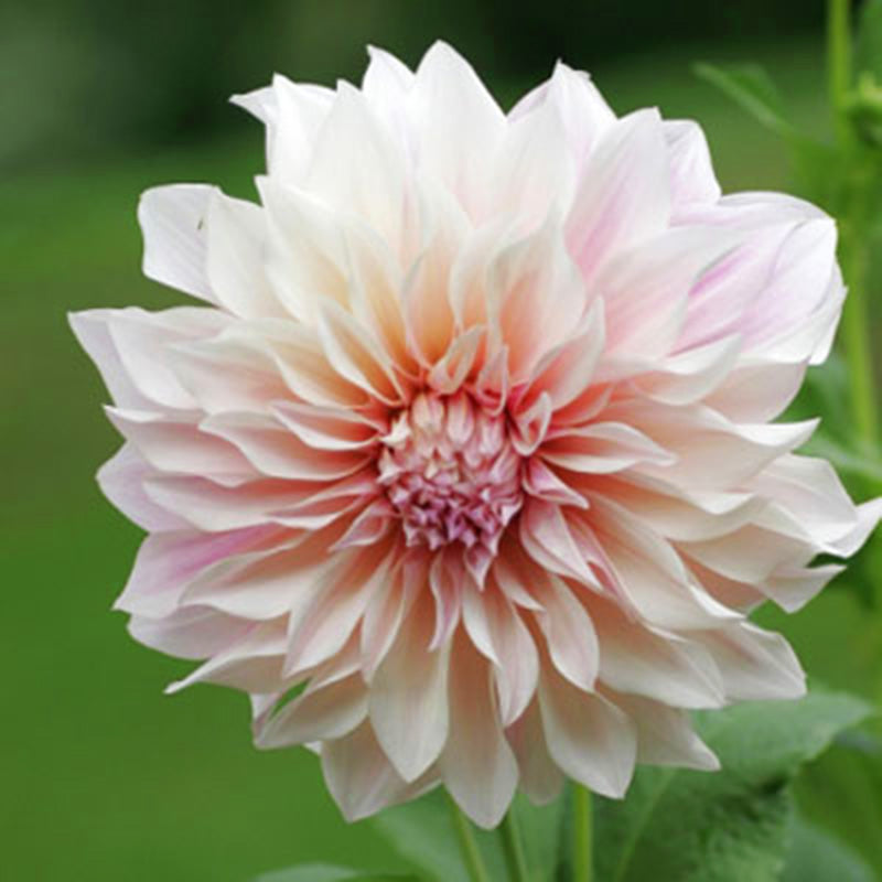 dahlia seeds cafe au lait Dahlia Cafe Au Lait Tubers