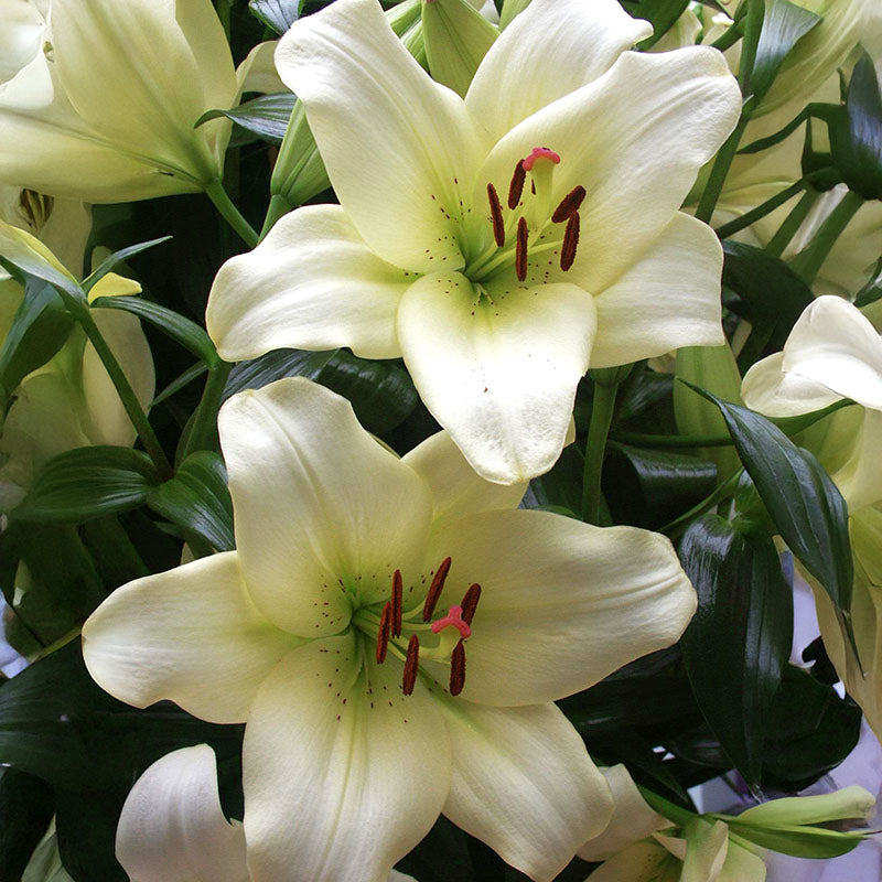 white lilies bulbs Lily Ercolano Bulbs