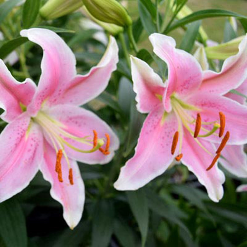 sorbonne lily flower Lily Sorbonne Bulbs