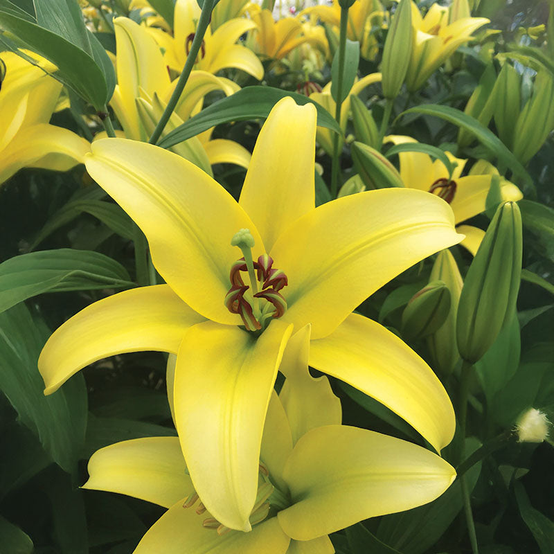 yellow lily flower Lily Yelloween Bulbs