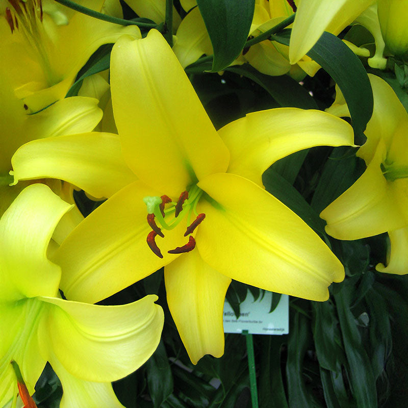 erin lily flower Lily Yelloween Bulbs – Harris Seeds