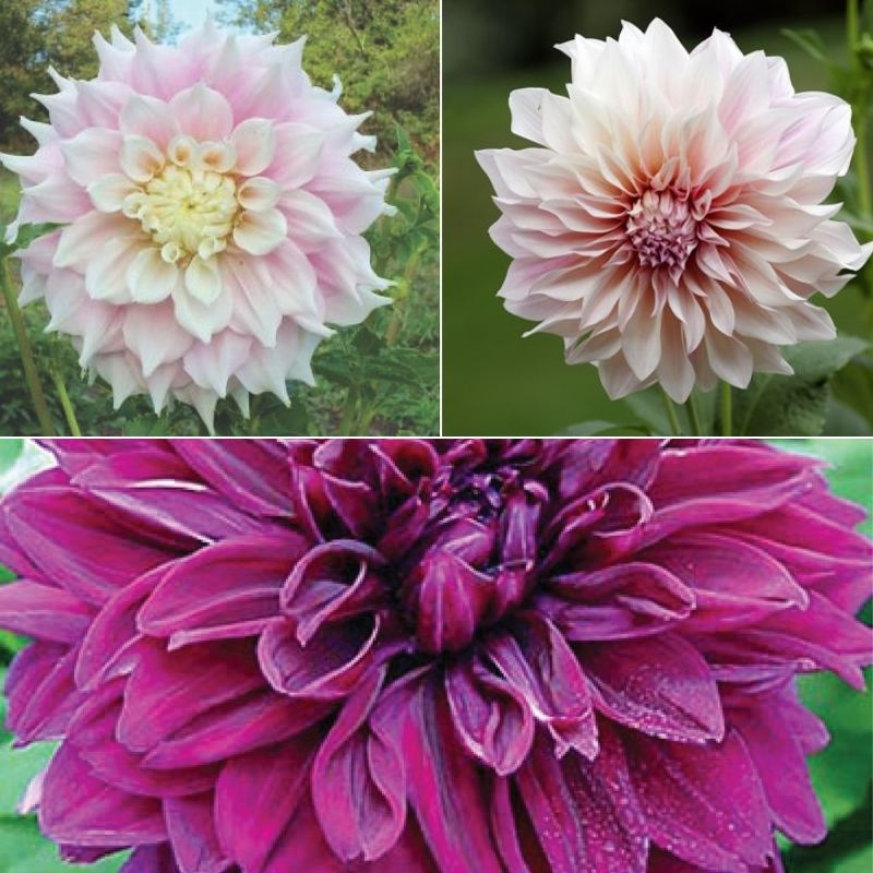 dinner plate dahlia seeds Dahlia Dinner Plate Mix Tubers