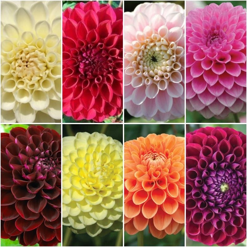 dahlia seeds near me Dahlia Ball Mix Tubers