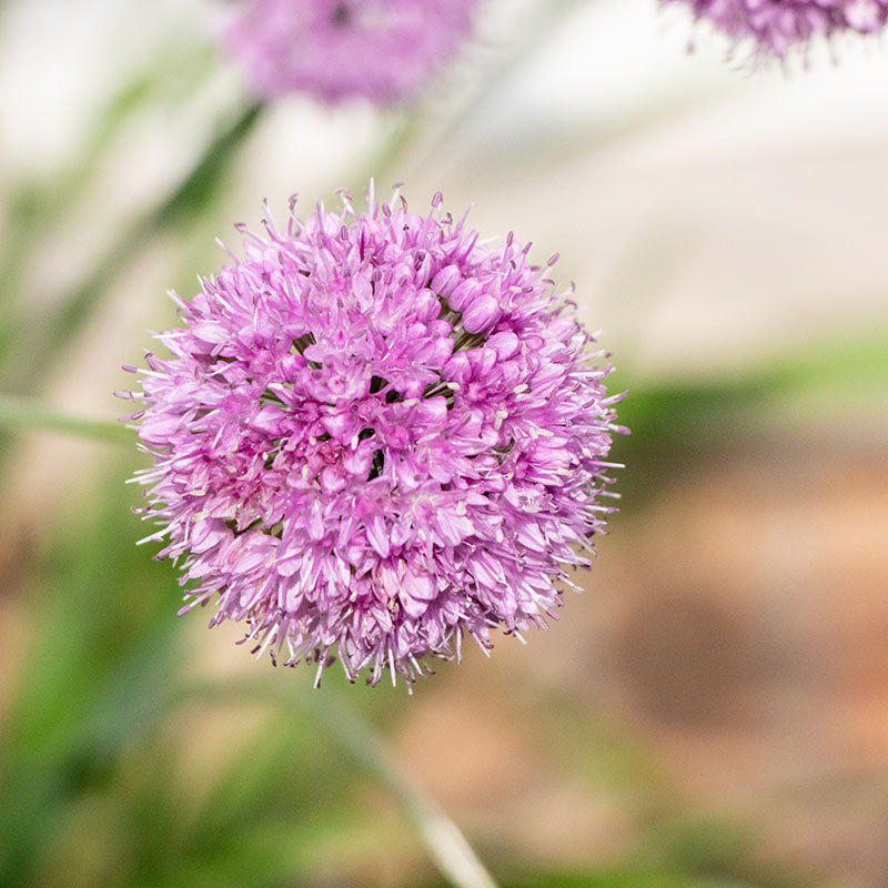 Allium Quattro F1 Seed – Harris Seeds