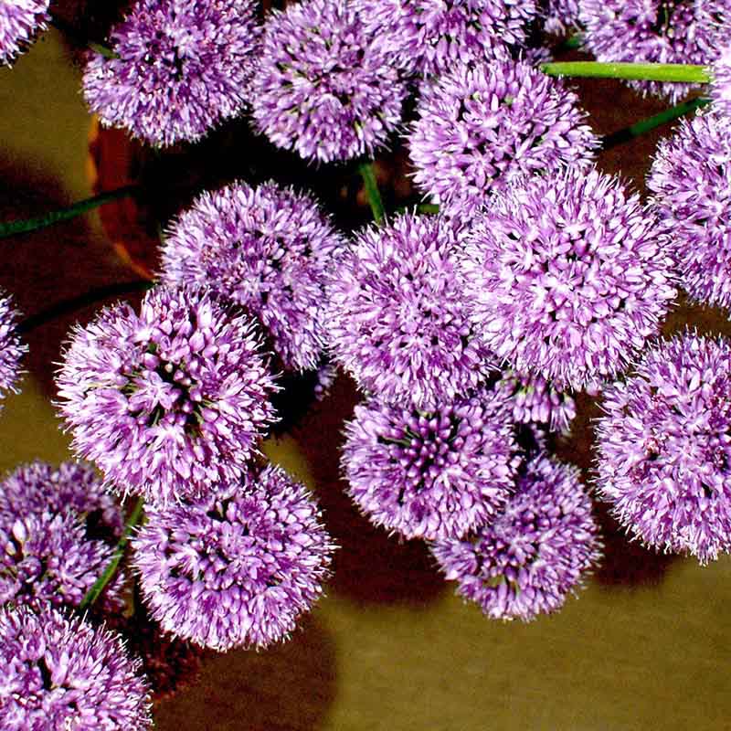 知多 allium様 Allium Quattro F1 Seed – Harris Seeds