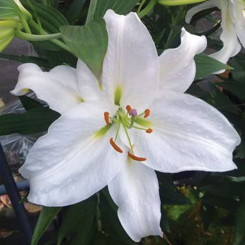 Lily Crystal Blanca Bulbs – Harris Seeds