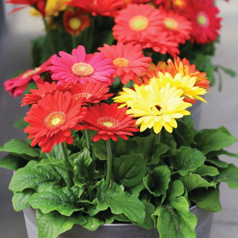 potting mix for gerbera Gerbera Colorbloom Mix Seed RAW / 10 seeds / UNTREATED