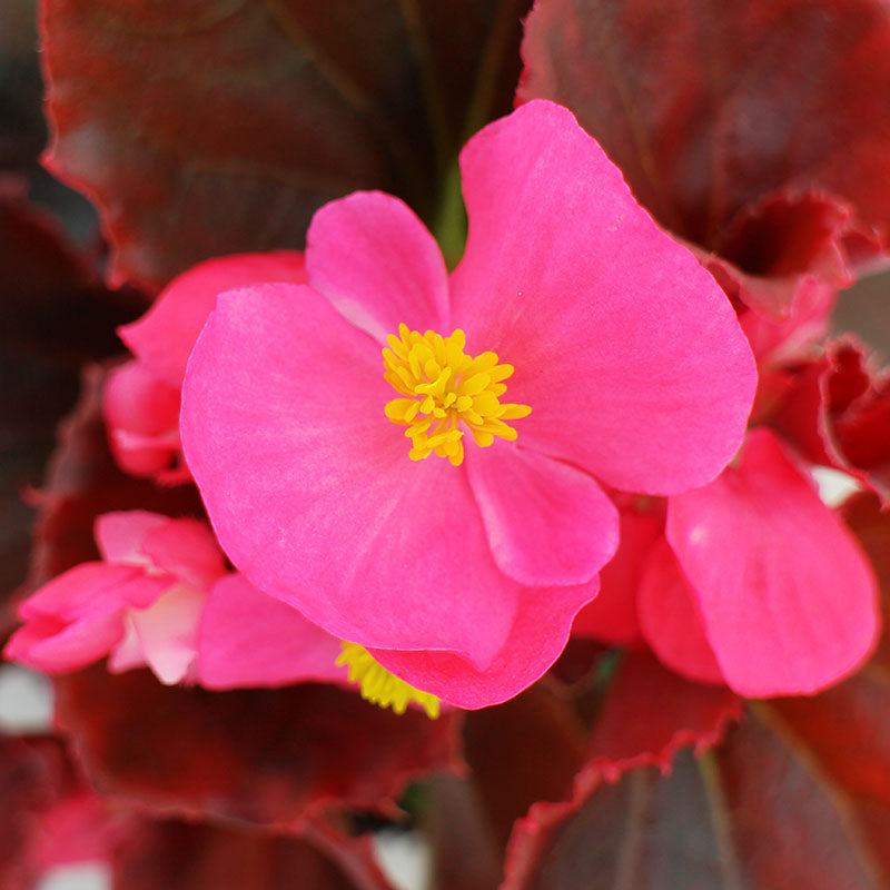 専用❣️ 特選Begonia ６点 Begonia Viking™ Explorer Rose on Green F1