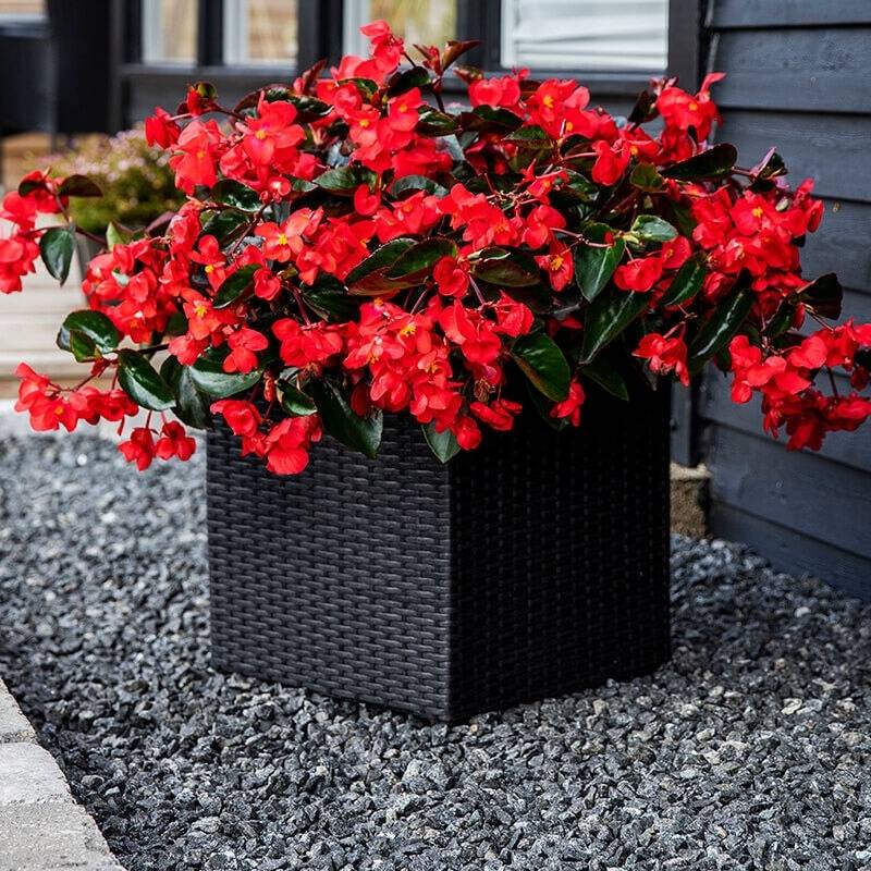 Begonia Viking Explorer Green Leaf Red F1 Seed – Harris Seeds