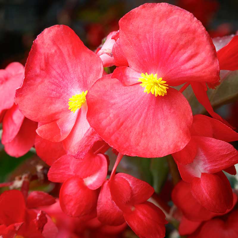 Begonia Viking Explorer Green Leaf Red F1 Seed – Harris Seeds