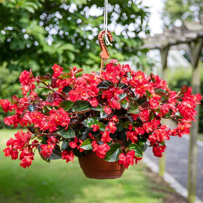 viking herbicide Begonia Viking Explorer Green Leaf Red F1 Seed