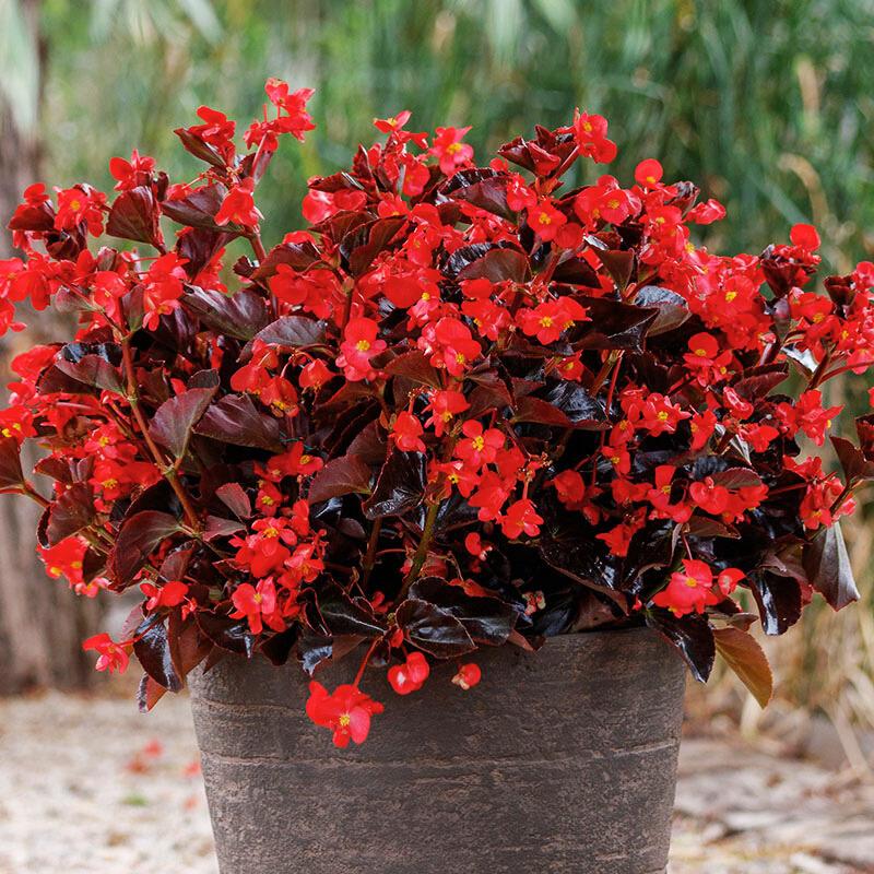 Begonia Viking Red On Chocolate F1 Seed – Harris Seeds