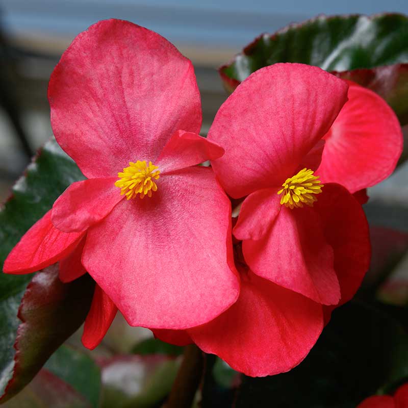 Begonia Viking Explorer Green Leaf Rose F1 Seed – Harris Seeds