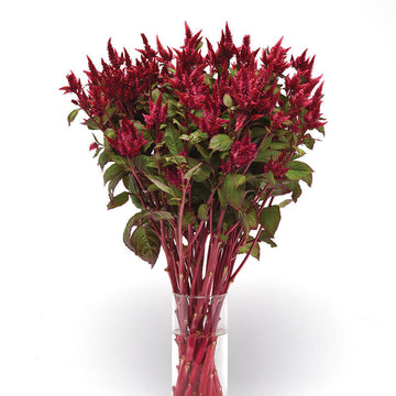 Celosia Celway Red Seed