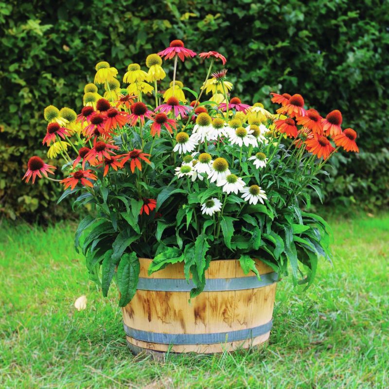 echinacea planting from seed Echinacea Pollynation Mix Seed – Harris Seeds