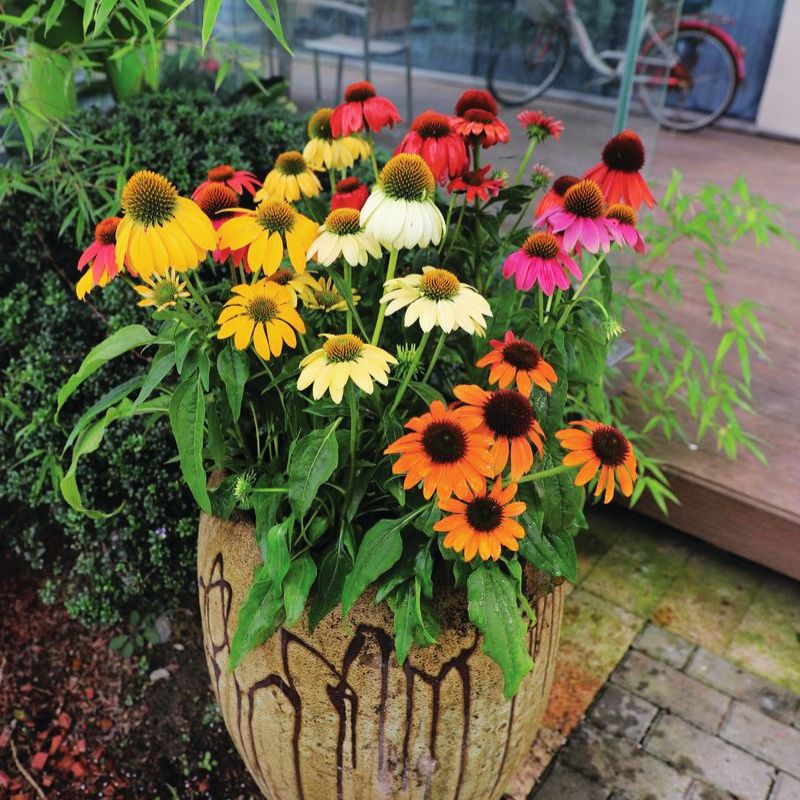 echinacea planting seeds Echinacea Pollynation Mix Seed