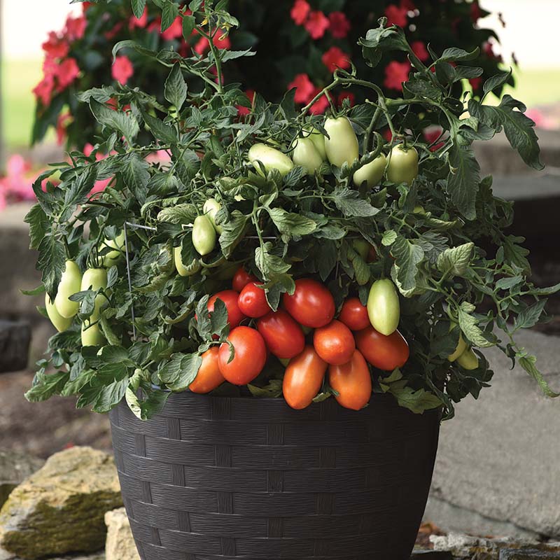 Tomato Bellatrix F1 Seed – Harris Seeds