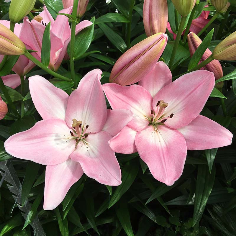 lily flower height Lily Albufeira Bulbs