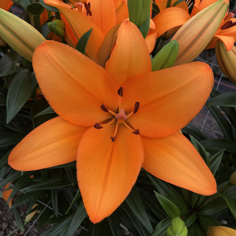 lilyです Lily Caesars Palace Bulbs – Harris Seeds