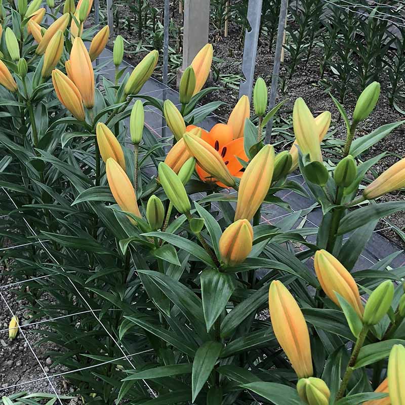 Lily Caesars Palace Bulbs – Harris Seeds