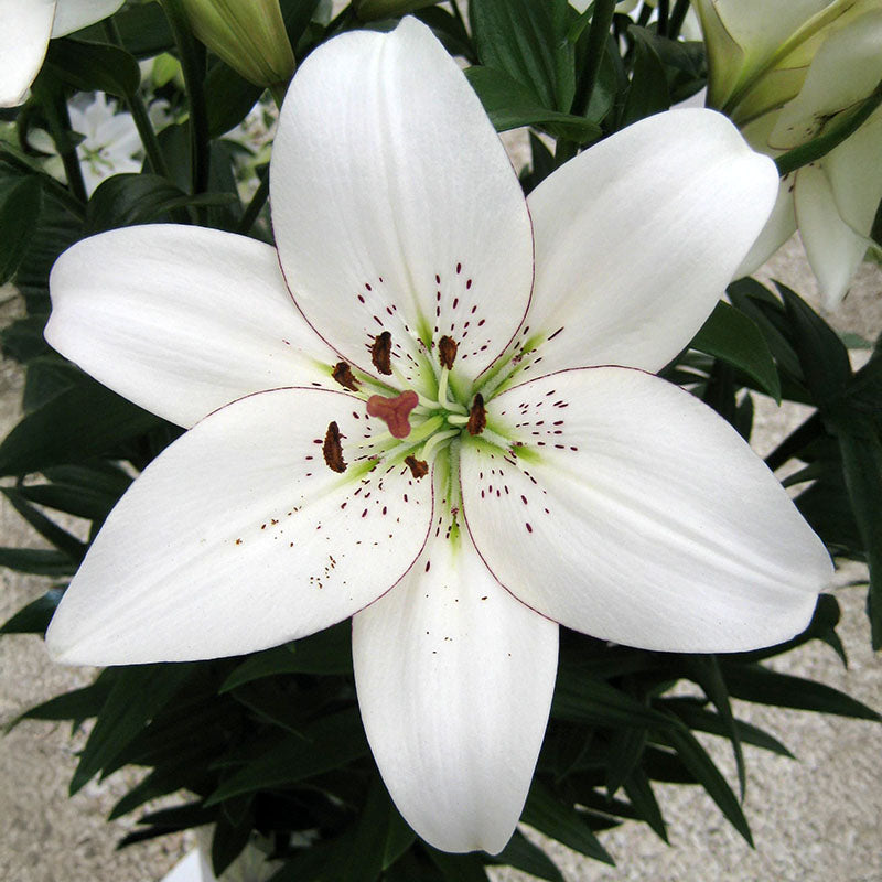 giant white lily bulbs Lily Eyeliner Bulbs – Harris Seeds
