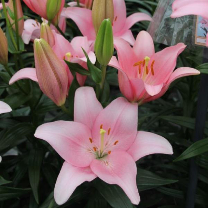 Lily Lexington Bulbs – Harris Seeds