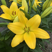 Lily Nashville Bulbs