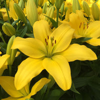 Lily Nashville Bulbs