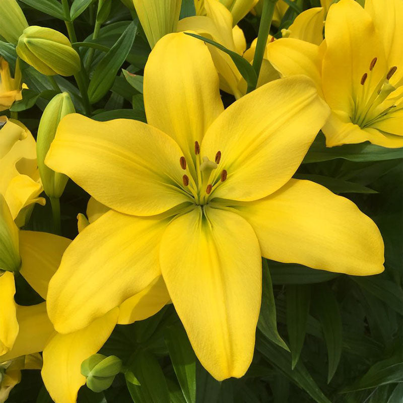Lily Nashville Bulbs – Harris Seeds