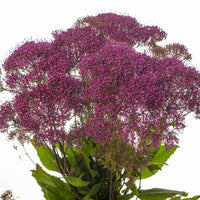 Trachelium Corine Red Seed
