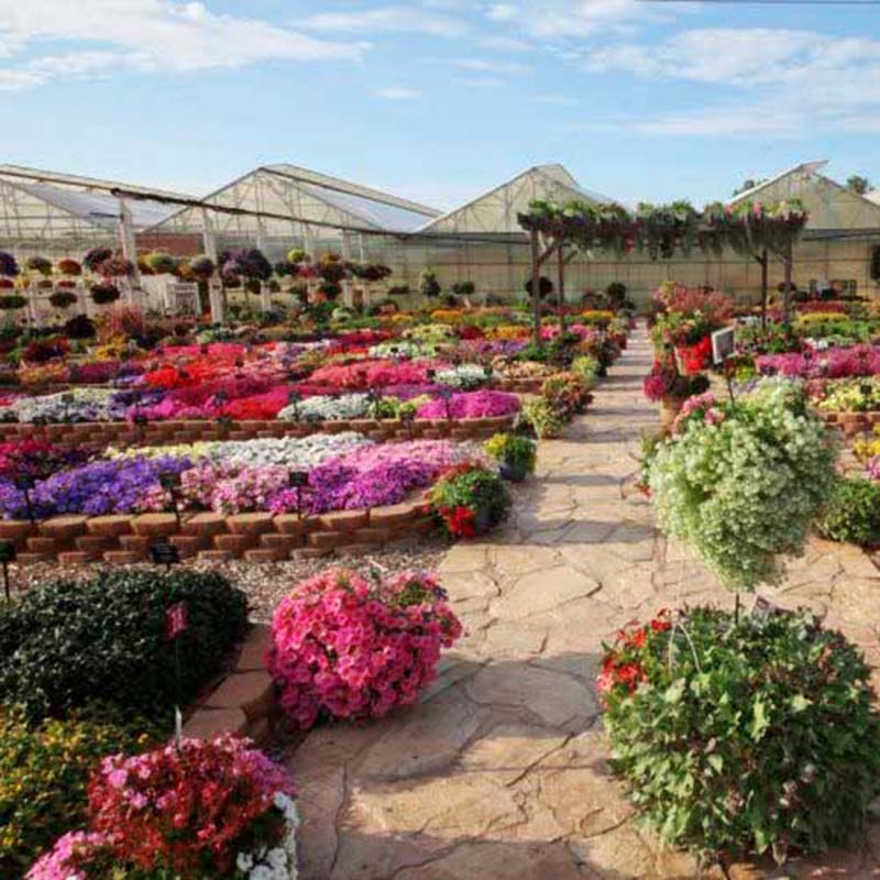 harris seeds garden trends Harris Seeds' Mast Young Plants Program