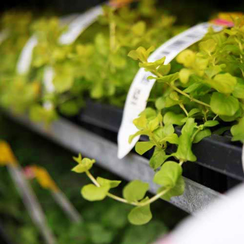 harris seeds garden trends inc Harris Seeds' Mast Young Plants Program