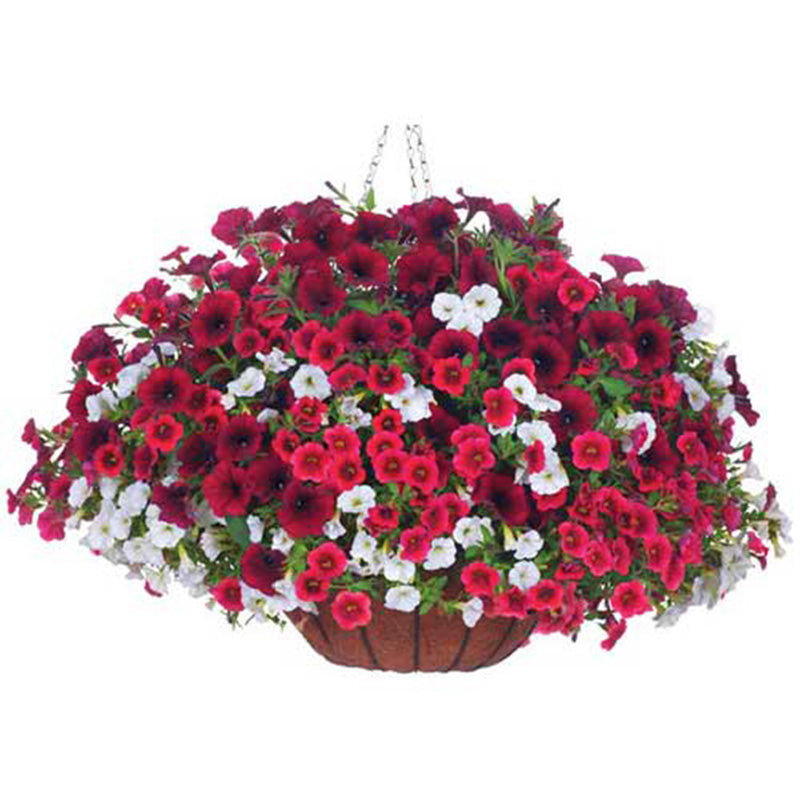 proven winners flower seeds Harris Seeds' Four Star Greenhouses Program