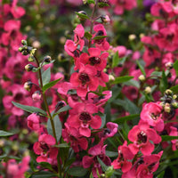 Angelonia Serenita Cherry Red F1 Seed