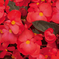 Begonia BIG Red with Bronze Leaf F1 Seed