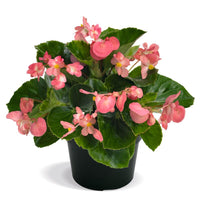 Begonia BIG Rose with Green Leaf F1 Seed