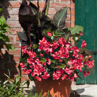 Begonia BIG Rose with Green Leaf F1 Seed