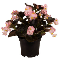 Begonia BIG Soft Pink with Bronze Leaf F1 Seed