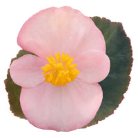 Begonia BIG Soft Pink with Bronze Leaf F1 Seed