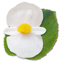 Begonia BIG White with Green Leaf F1 Seed