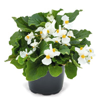 Begonia BIG White with Green Leaf F1 Seed