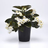 Begonia Dragon Wing Bronze Leaf with White F1 Seed