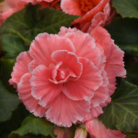 Begonia Marquee Picotee Lace Pink F1 Seed