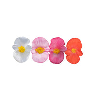 Begonia Mega Cool Mix F1 Seed
