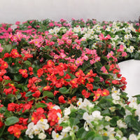 Begonia Mega Cool Mix F1 Seed