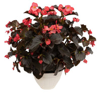 Begonia Whopper Rose Espresso F1 Seed