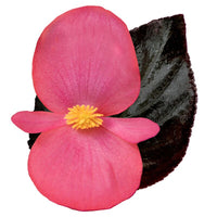 Begonia Whopper Rose Espresso F1 Seed